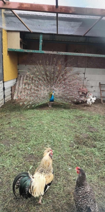 Messenger_creation_B6368B26-2B6C-4D33-8F88-51771A6E2428.jpeg